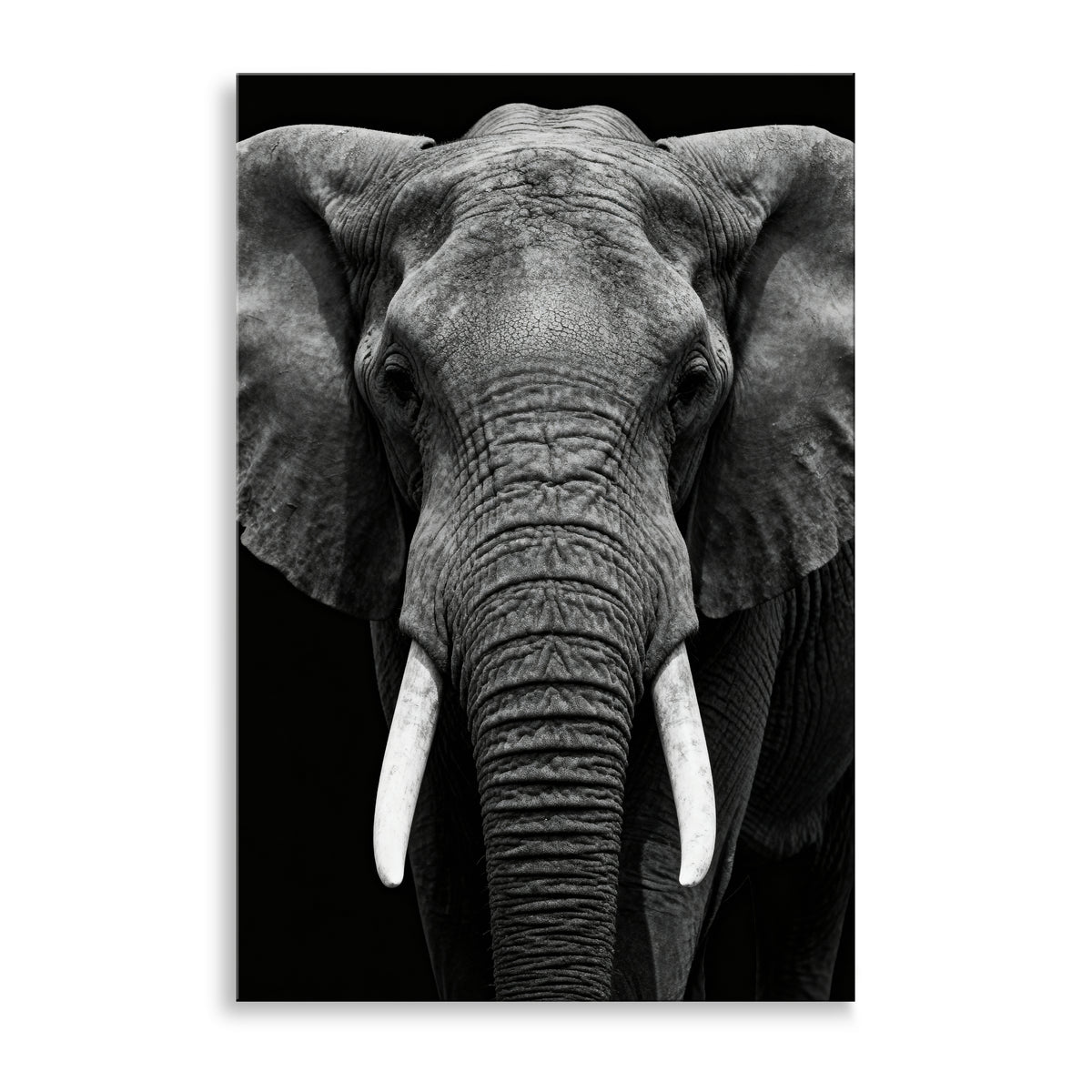 Elefant in Schwarz-Weiß